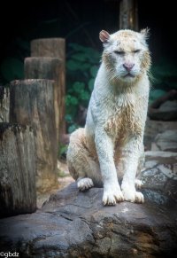 _white_tiger_in_rain.jpg