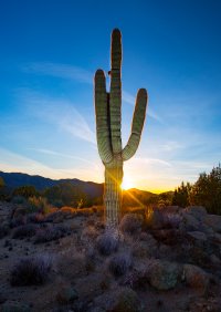 Sunset Saguaro 1 web.jpg
