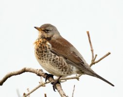 fieldfare_3Q7A5190-DxO.jpg