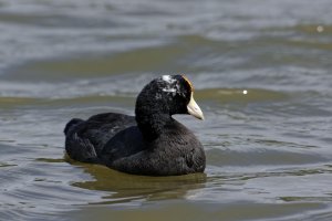Fulica alai - Hawaiian Coot 10 Morph.jpg