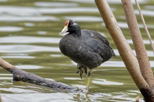 Fulica alai - Hawaiian Coot 11 Morph.jpg