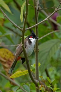 Pycnonotus jocosus - Red whiskered bulbul 8.jpg