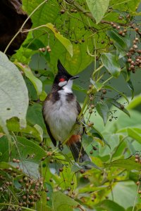 Pycnonotus jocosus - Red whiskered bulbul 9.jpg
