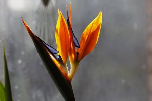 s-6585 birdParadise.jpg