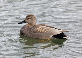 gadwall_2B4A5484-DxO_small.jpg