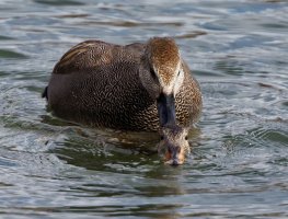 gadwall_mating_2B4A5489-DxO_gadwall_mating.jpg