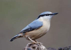 nuthatch_2B4A5560-DxO_nuthatch.jpg