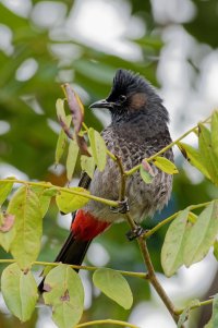 Pycnonotus cafer - Red-vented bulbul 18.jpg