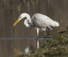 Great Egret..jpg