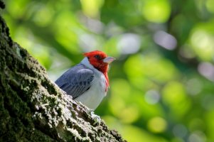 Paroaria coronata - Red Crested Cardinal 10.jpg
