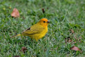 Sicalis flaveola - Saffron Finch 16 Male.jpg