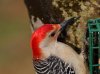 Red-bellied Woodpecker 2-10-2018 4.JPG