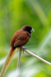 Lonchura atricapilla - Chestnut Mannikin 7.jpg