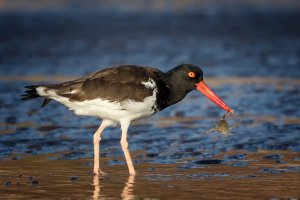 Oystercatcher.jpg