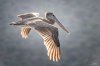 Brown Pelican.jpg