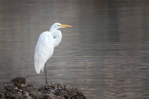 Great Egret.jpg