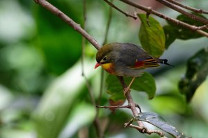 Leiothrix lutea - Red Billed Leiothrix 4B.jpg