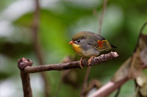 Leiothrix lutea - Red Billed Leiothrix 5.jpg