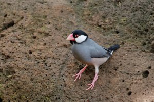 Padda oryzivora - Java Sparrow 7B.jpg