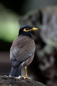 Acridotheres tristis - Common Myna 2.jpg