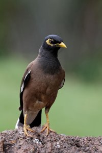 Acridotheres tristis - Common Myna 3.jpg