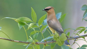 Cedar waxwing_s_21720.JPG