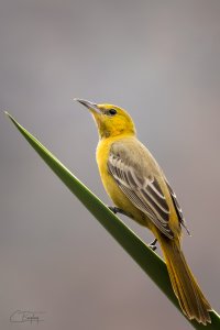 Hooded Oriole (F).jpg
