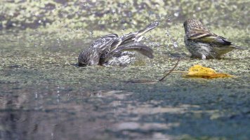 Pine siskins_21449.JPG