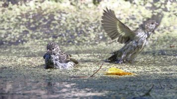 Pine siskins_21465.JPG