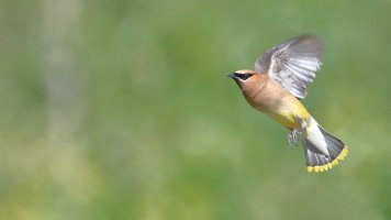 Cedar waxwing_s_20271.JPG