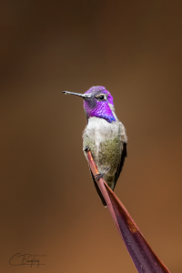Costa's Hummingbird.png