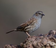 dunnock_3Q7A5385-DxO_small.jpg