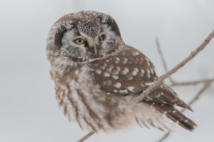 Boreal Owl 100.jpg