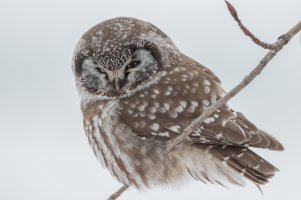 Boreal Owl 104.jpg