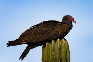 Turkey Vulture.png