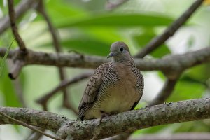 Geopelia striata - Zebra Dove 3DxO.jpg