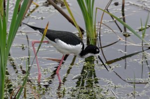 Himantopus mexicanus knudseni - Hawaiian Stilt 7DxO.jpg
