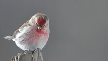 Redpoll M_s_27607.JPG