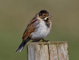 reedbunting_3Q7A5702-DxO_reedbunting.jpg