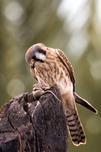 Kestrel.jpg