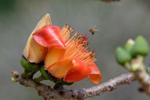 Bombax ceiba - Red Cotton Tree 4.jpg