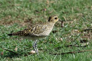 Pluvialis fulva - Pacific Golden Plover 2.jpg