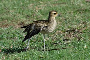 Pluvialis fulva - Pacific Golden Plover 3.jpg
