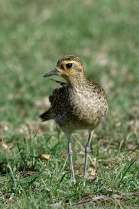 Pluvialis fulva - Pacific Golden Plover 4.jpg