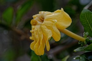 Gardenia volkensii - Transvaal Gardenia 1B.jpg