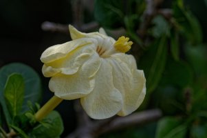 Gardenia volkensii - Transvaal Gardenia 2B.jpg