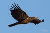 Eagle-Juvenile-BIF-15_RW.jpg