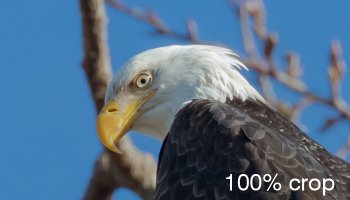 Eagle-14-crop.jpg