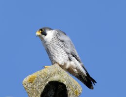 peregrine_2B4A6078-DxO_G_peregrine_left.jpg