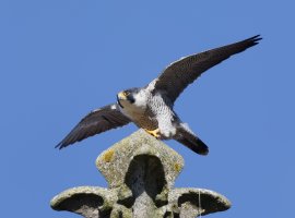 peregrine_2B4A6082-DxO_G_peregrine_left_wingsout.jpg